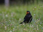 Amsel
