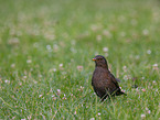 Amsel