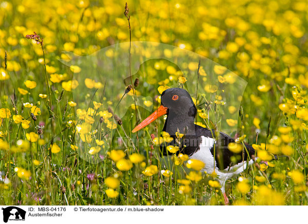 Austernfischer / Eurasian oystercatcher / MBS-04176