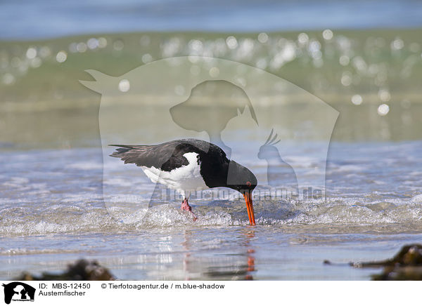 Austernfischer / Eurasian oystercatcher / MBS-12450