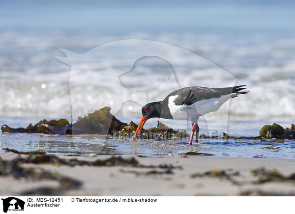 Austernfischer / Eurasian oystercatcher / MBS-12451