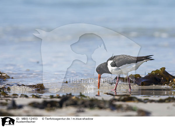 Austernfischer / Eurasian oystercatcher / MBS-12453