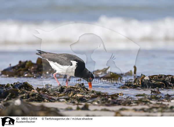 Austernfischer / Eurasian oystercatcher / MBS-12454