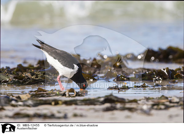 Austernfischer / Eurasian oystercatcher / MBS-12455