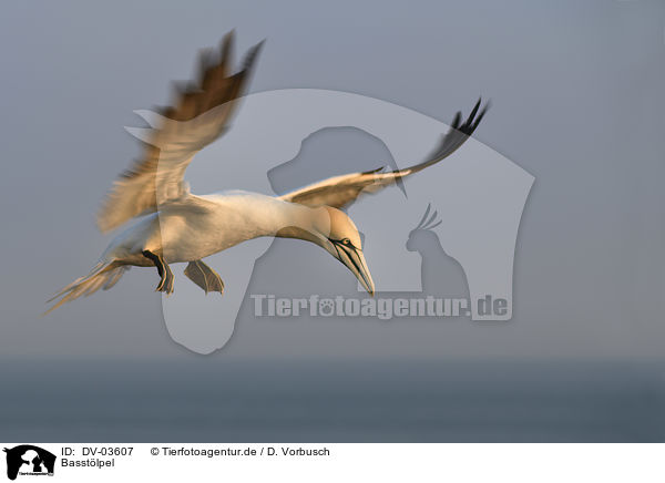 Basst�lpel / northern gannet / DV-03607
