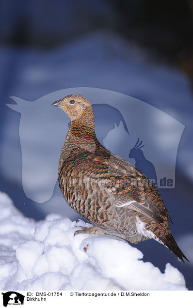 Birkhuhn / DMS-01754