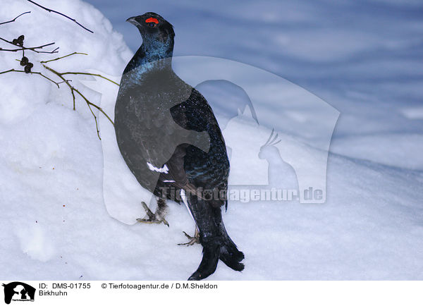 Birkhuhn / DMS-01755