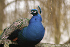 Blau indischer Pfau