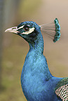Blau indischer Pfau