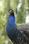 Blau indischer Pfau