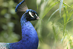 Blau indischer Pfau