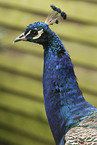 Blau indischer Pfau
