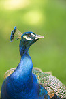 Blau indischer Pfau
