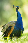 Blau indischer Pfau