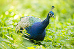 Blau indischer Pfau