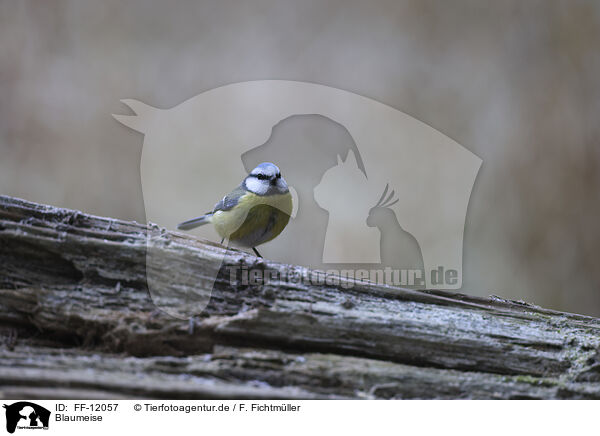 Blaumeise / Eurasian blue tit / FF-12057