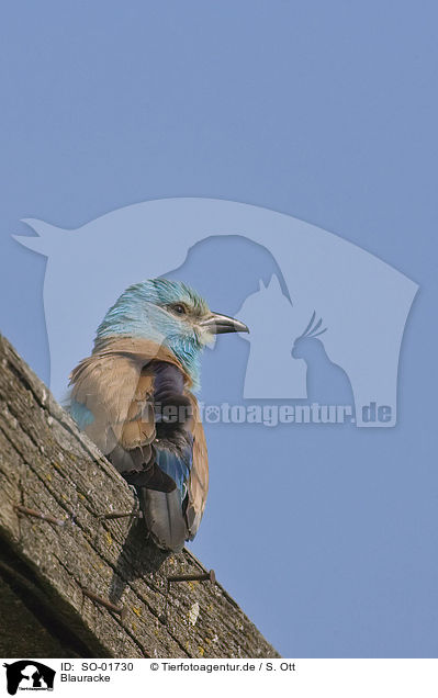 Blauracke / roller / SO-01730