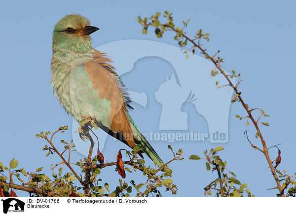 Blauracke / European roller / DV-01786