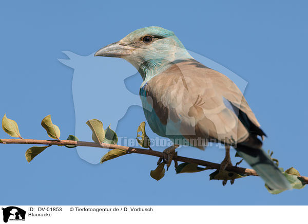 Blauracke / European roller / DV-01853