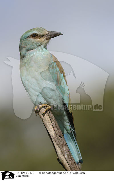 Blauracke / European roller / DV-02470