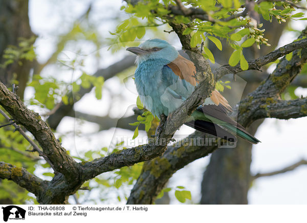 Blauracke sitzt auf Zweig / blue roller sits on branch / THA-06808