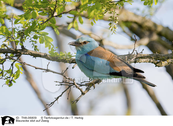 Blauracke sitzt auf Zweig / blue roller sits on branch / THA-06809