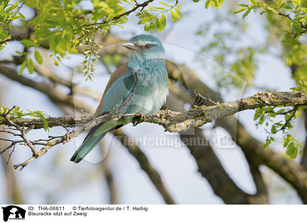 Blauracke sitzt auf Zweig / blue roller sits on branch / THA-06811