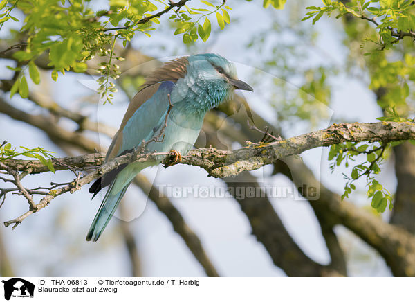 Blauracke sitzt auf Zweig / blue roller sits on branch / THA-06813