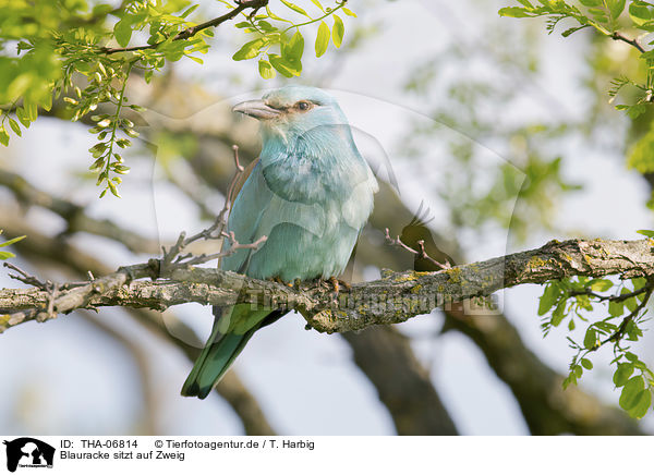 Blauracke sitzt auf Zweig / blue roller sits on branch / THA-06814