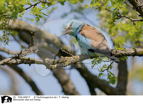 Blauracke sitzt auf Zweig / blue roller sits on branch / THA-06817