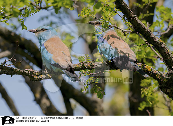 Blauracke sitzt auf Zweig / blue roller sits on branch / THA-06819