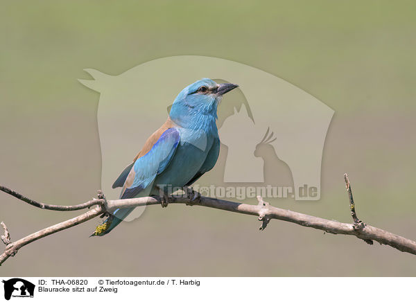 Blauracke sitzt auf Zweig / blue roller sits on branch / THA-06820