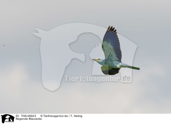 fliegende Blauracke / flying blue roller / THA-06823
