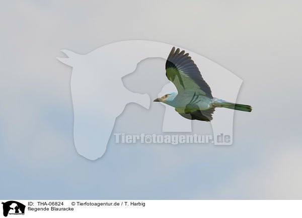 fliegende Blauracke / flying blue roller / THA-06824