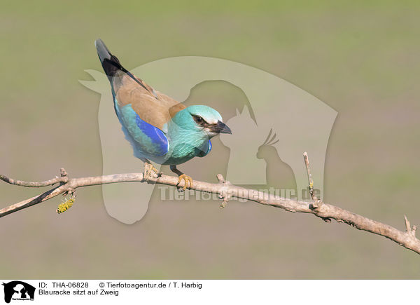 Blauracke sitzt auf Zweig / blue roller sits on branch / THA-06828