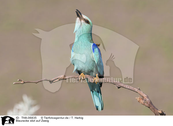 Blauracke sitzt auf Zweig / blue roller sits on branch / THA-06835