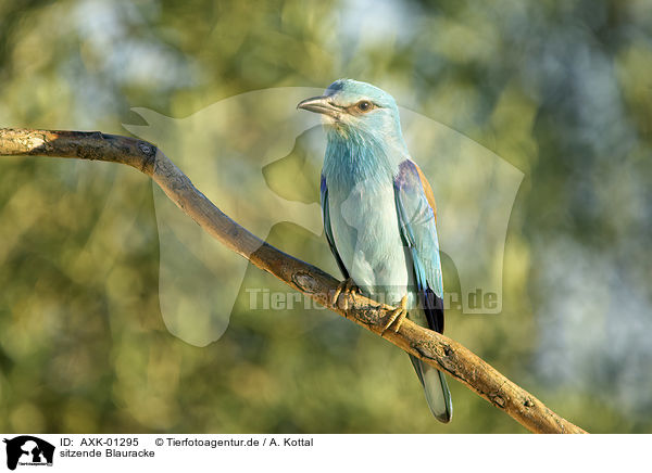 sitzende Blauracke / sitting blue Roller / AXK-01295