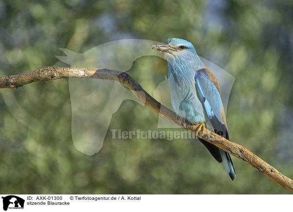 sitzende Blauracke / sitting blue Roller / AXK-01300