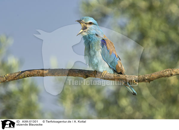 sitzende Blauracke / sitting blue Roller / AXK-01301