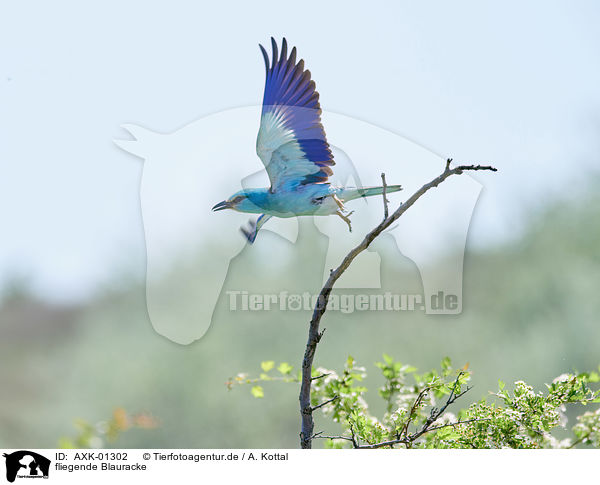 fliegende Blauracke / flying blue Roller / AXK-01302