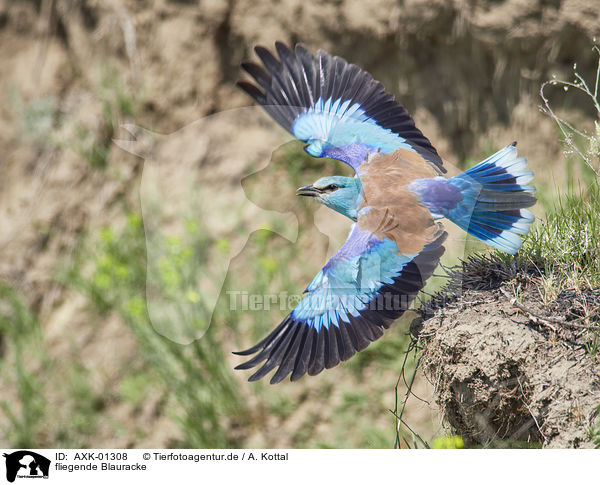 fliegende Blauracke / flying blue Roller / AXK-01308