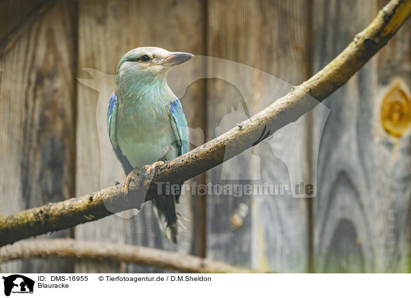 Blauracke / european roller / DMS-16955
