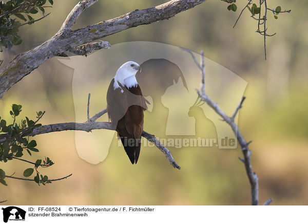 sitzender Brahminenweih / sitting Brahminy Kite / FF-08524