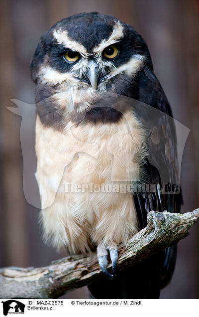 Brillenkauz / spectacled owl / MAZ-03575