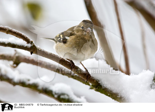 Buchfink / common chaffinch / MBS-04879