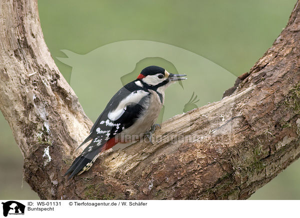 Buntspecht / WS-01131