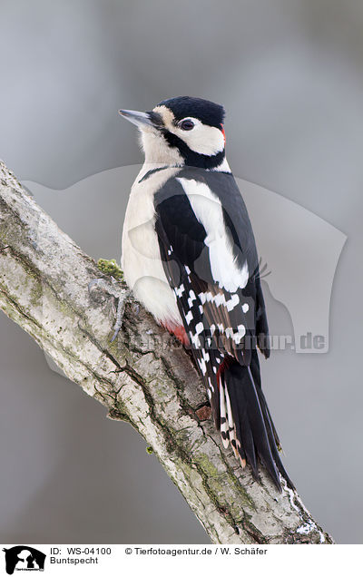 Buntspecht / great spotted woodpecker / WS-04100