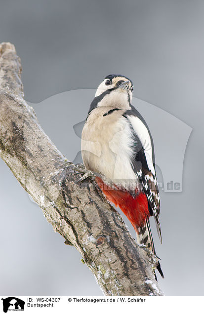 Buntspecht / great spotted woodpecker / WS-04307