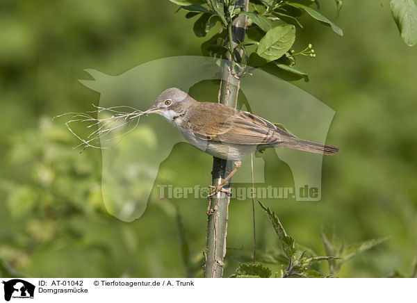 Dorngrasm�cke / Whitethroat / AT-01042