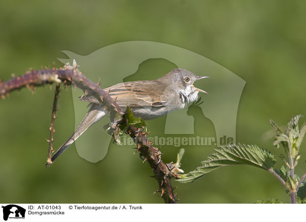 Dorngrasm�cke / Whitethroat / AT-01043
